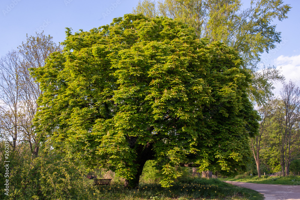 Chestnut tree four seasons set: spring afternoon, april Chestnut tree four seasons set: spring afternoon, april