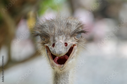 close up head ostrich © pumppump