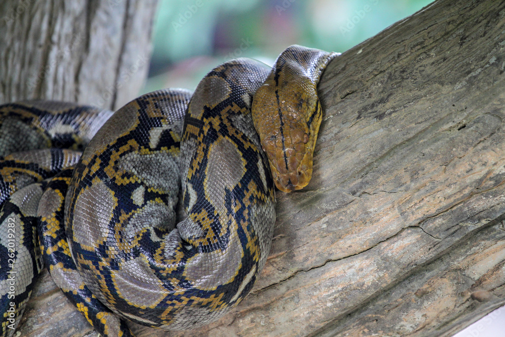 Fototapeta premium burmese python on stick tree at thailand