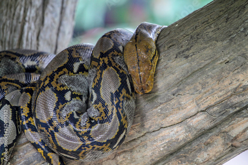 burmese python on stick tree at thailand