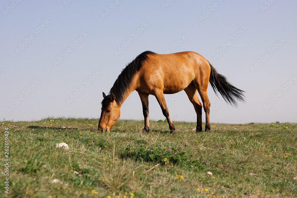 Obraz premium Beautiful red horse grazing in a meadow in spring