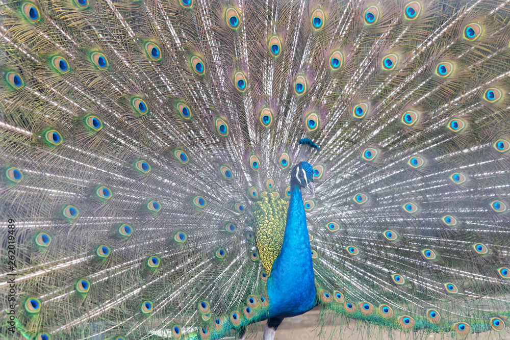 Obraz premium インドクジャク