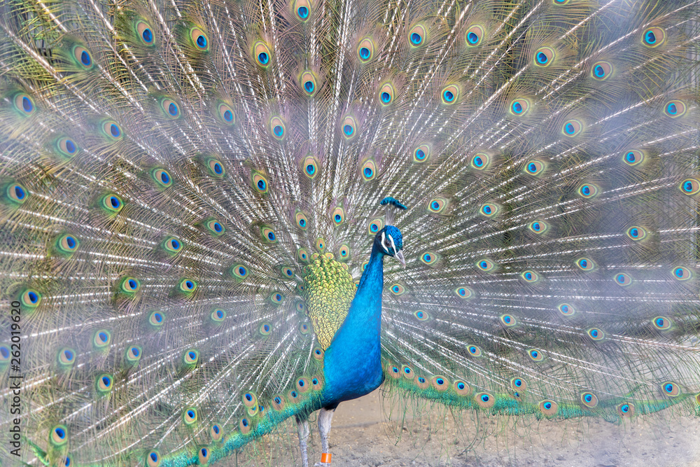 Obraz premium インドクジャク