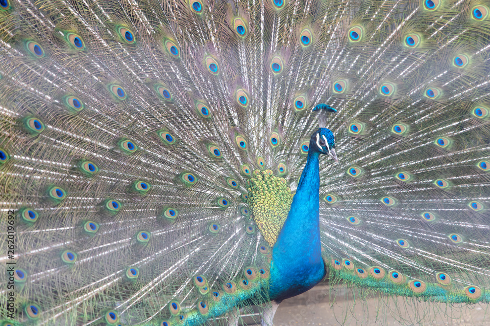 Obraz premium インドクジャク