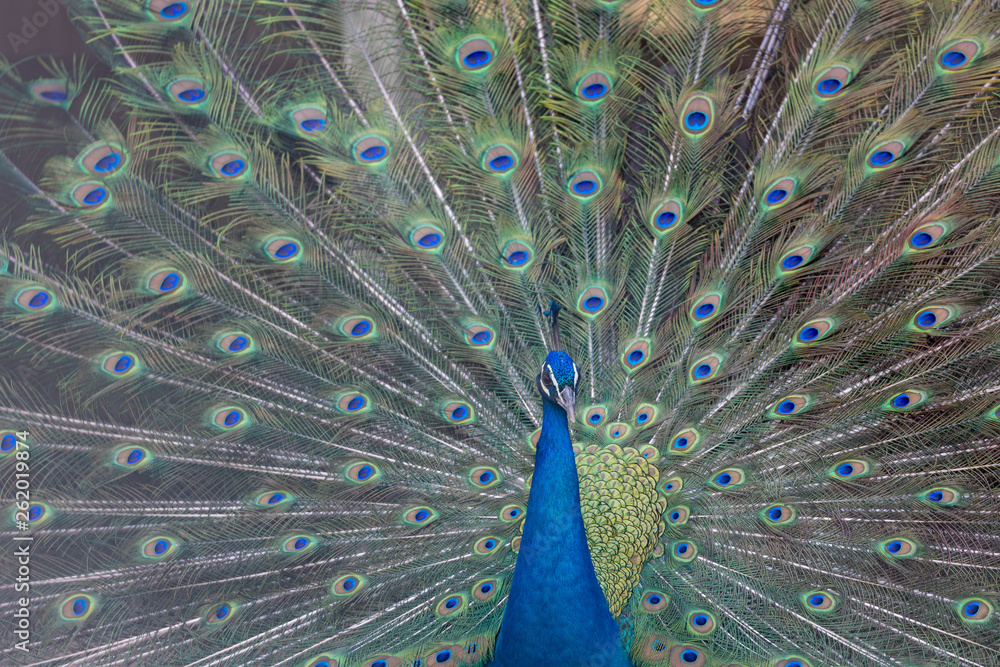 Obraz premium インドクジャク