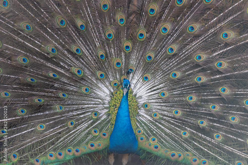 Obraz premium インドクジャク