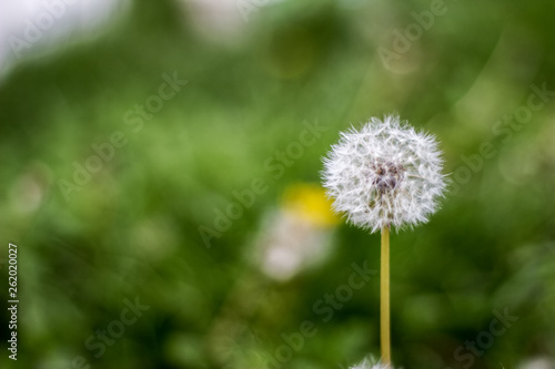 Dandelion puff ball  blow ball  seed head  leontodon taraxacum from low angle or perspective isolated with select focus  soft bokeh background