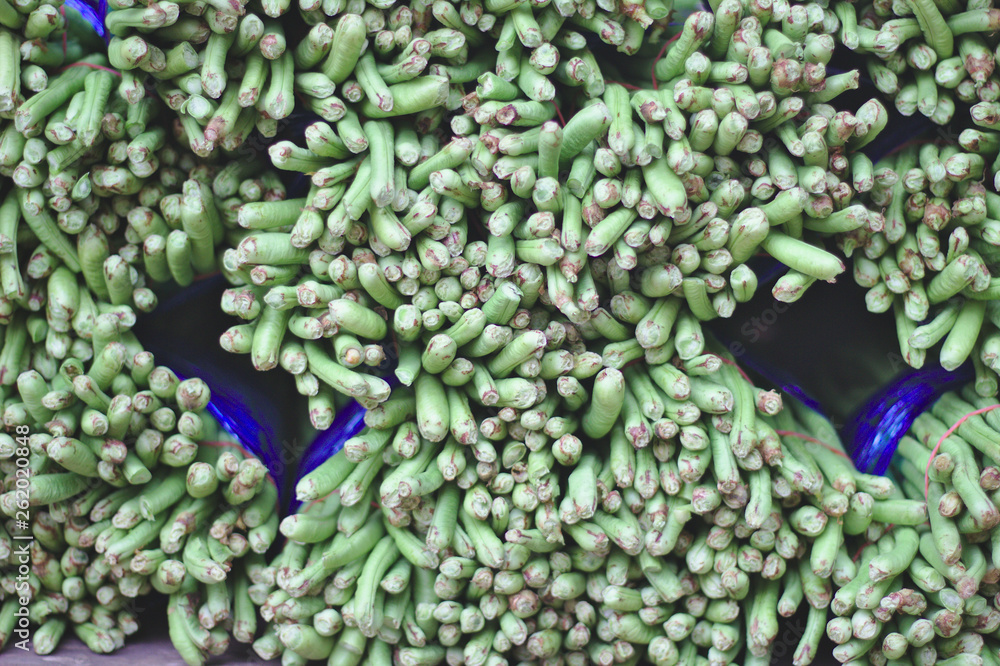 Background of long bean sprouts Harvested and bound together Saw the trees close.Fresh long bean bundle Background of long bean sprouts Harvested and bound together Saw the trees close.Fresh long bean bundle