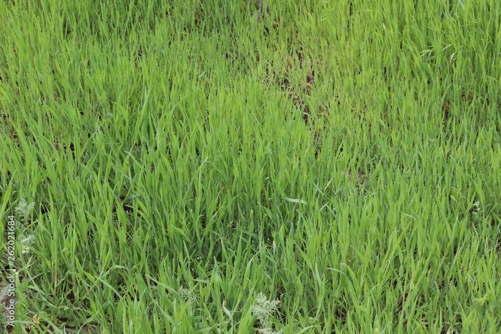 field of grass field of grass