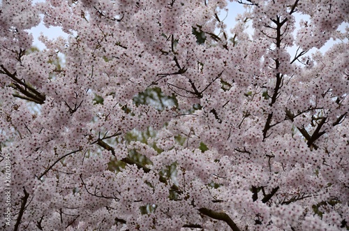 spring blooming tree with pink flowers