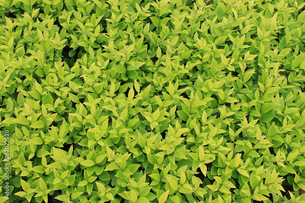 GREEN GREEN