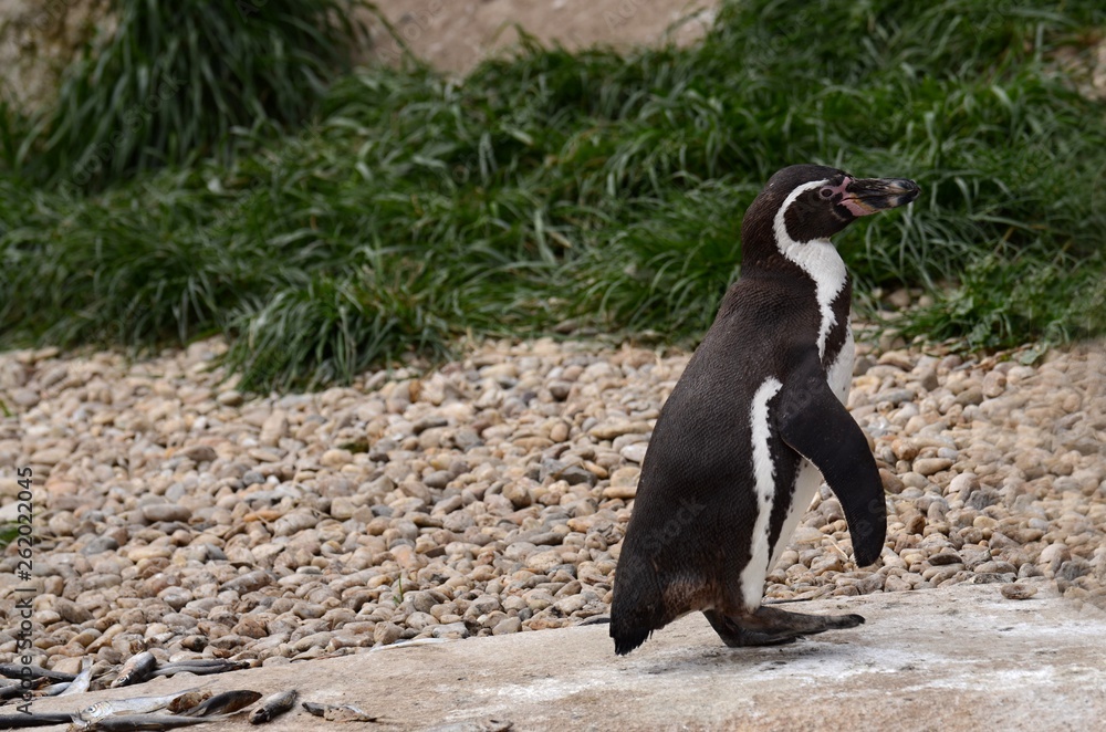 Obraz premium Humboldt Penguin in Captivity in ZOO Pilsen Czech Republic 
