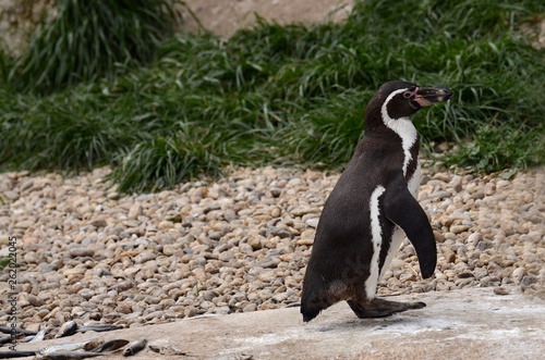 Humboldt Penguin in Captivity in ZOO Pilsen Czech Republic 
