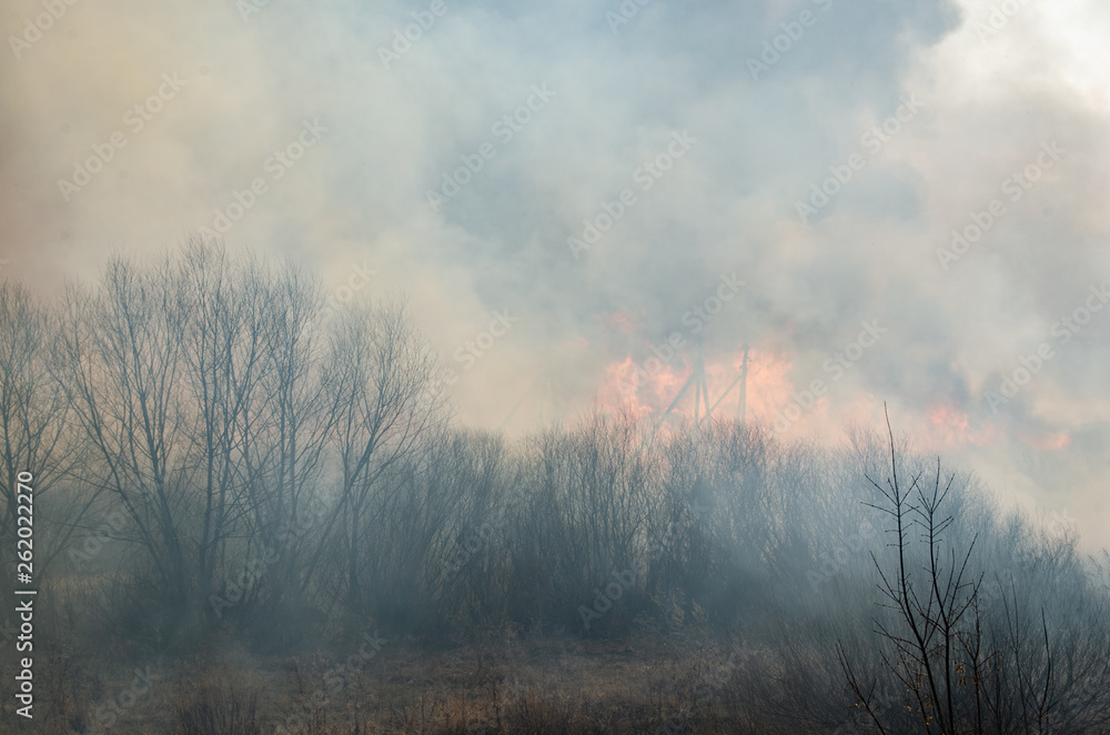 Fototapeta premium Strong fire and smoke, grass and reeds in flames.Black smoke.