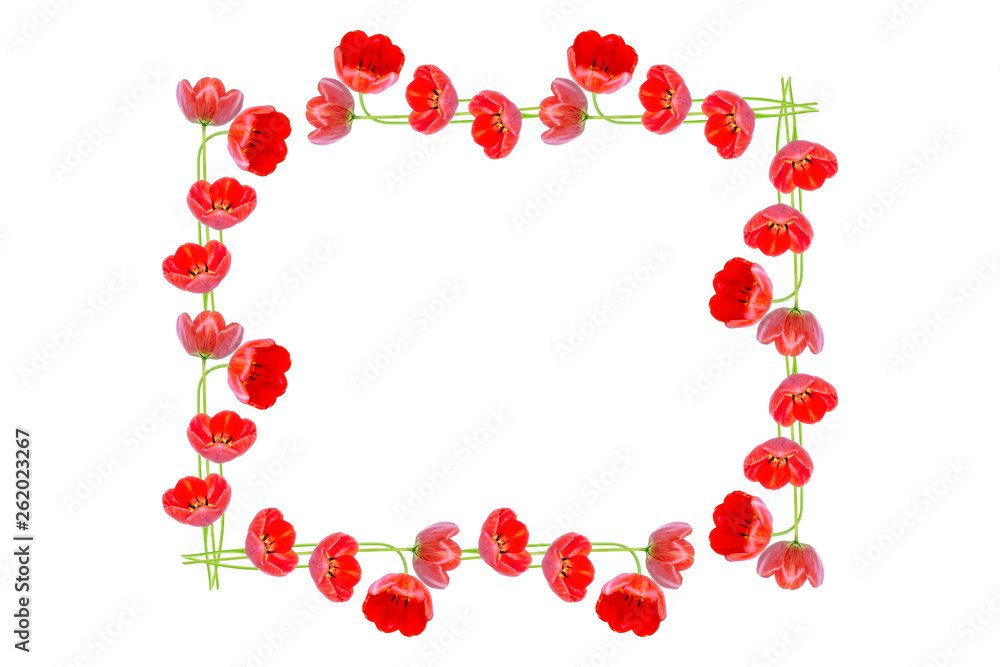 spring flowers tulips spring flowers tulips