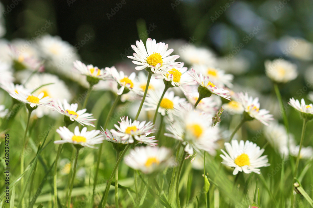 White daisies Bellis perennis flowers blooming in the grass White daisies Bellis perennis flowers blooming in the grass