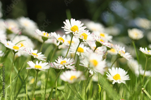 White daisies Bellis perennis flowers blooming in the grass