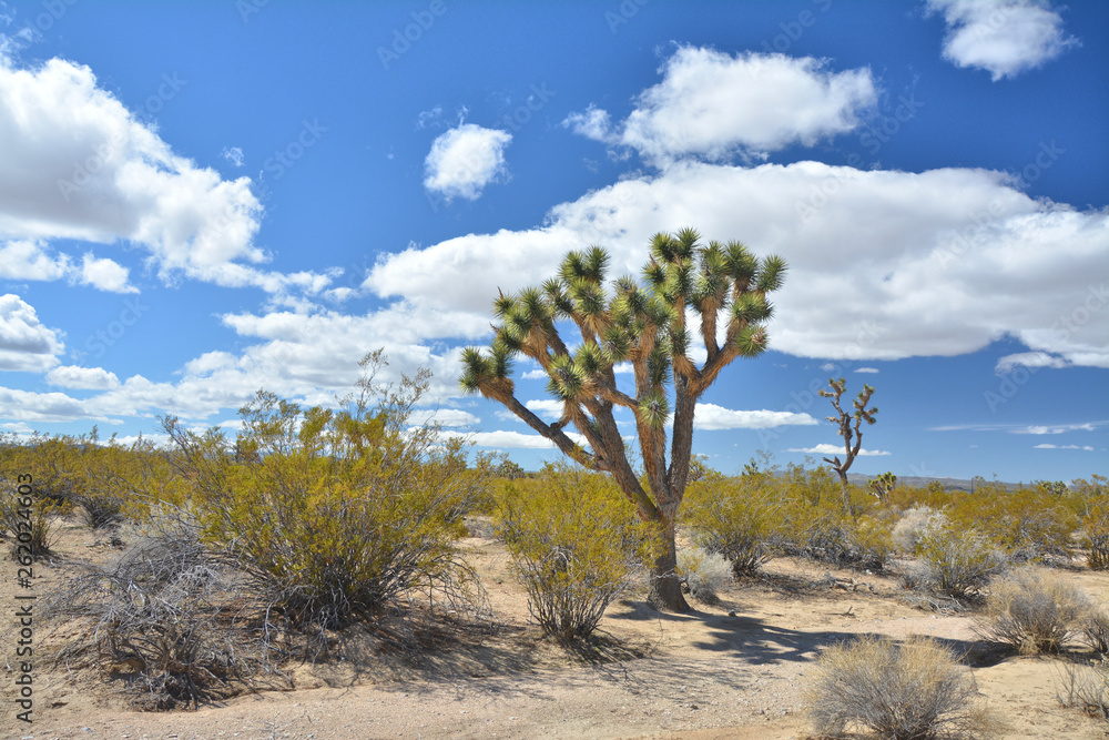 Joshua tree growingat Mojave National Preserve.