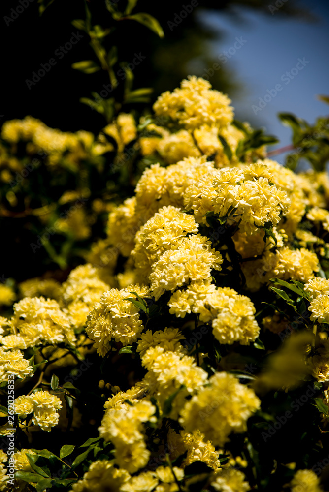 bunch a ladybanks yellow roses on the branch bunch a ladybanks yellow roses on the branch