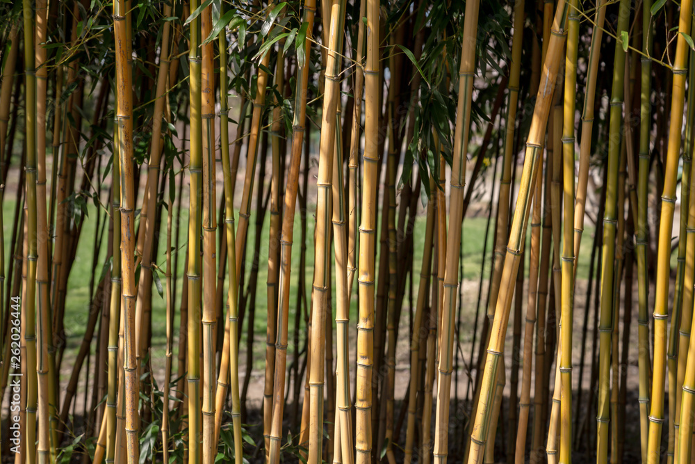 Fototapeta Kije bambusowe z żywopłotem