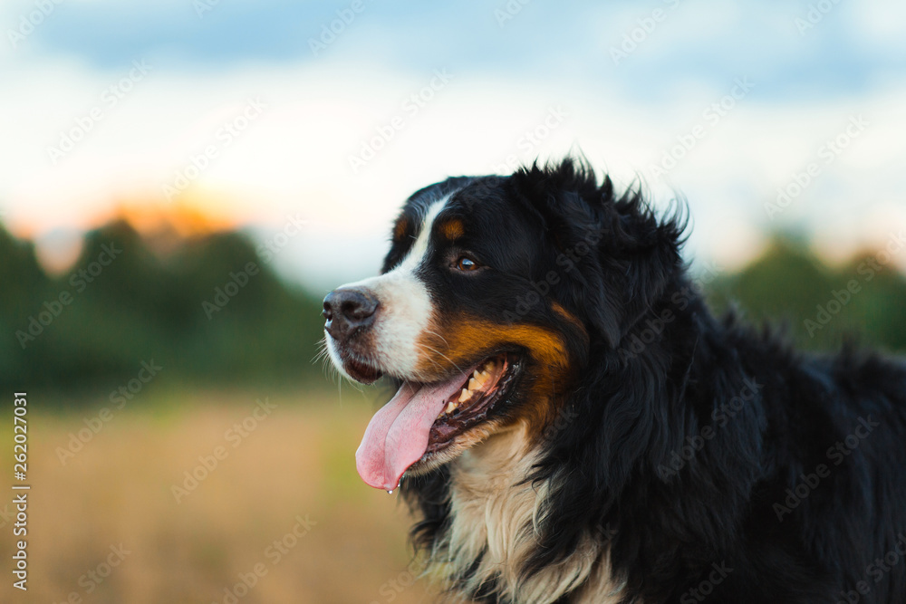 Side view at bernese mountain dog walking outdoor