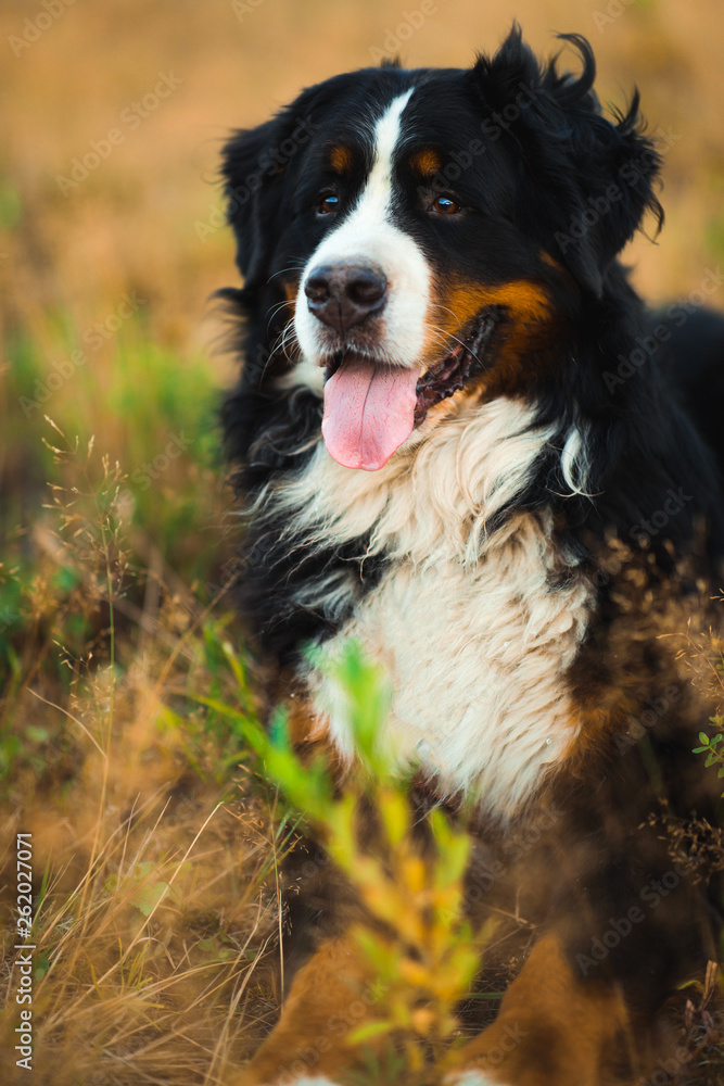 Front view at bernese mountain dog walking outdoor