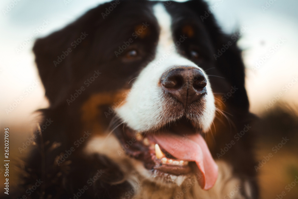 Front view at bernese mountain dog walking outdoor