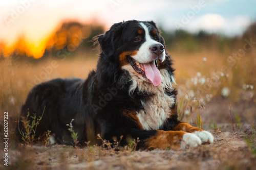 Side view at bernese mountain dog walking outdoor photo
