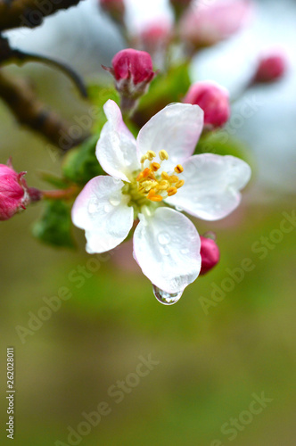 apple tree blossom close up view on blurred background with sun