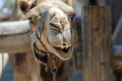 Close-up of camel head with  open mouth  in a zoo park during summer .