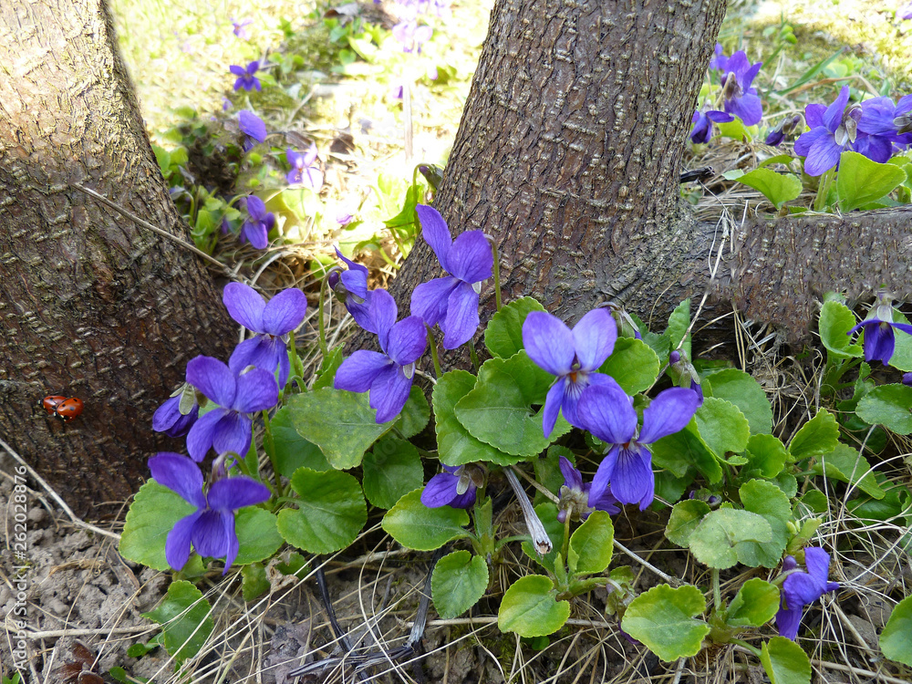 Φωτογραφία Growing wild common violet plant (wood violet, viola odorata, dog wild violet, viola hirta, viola sororia, sweet violet, Queen Charlotte flower)