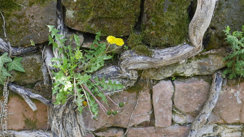 Löwenzahn an Mauer photo