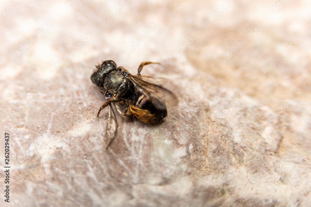 Dead Bumblebee on stone background, rear view Dead Bumblebee on stone background, rear view