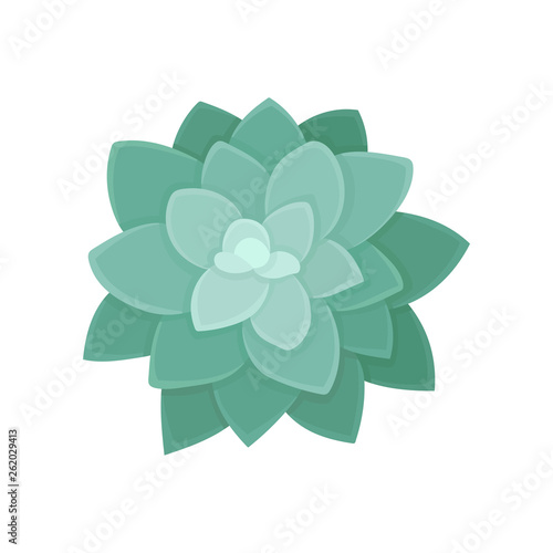 Succulent plant top view on white background.