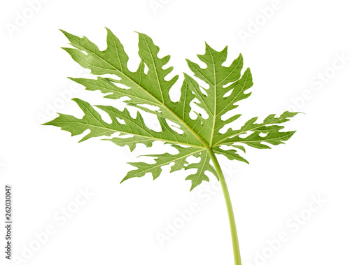 Papaya leaf  Green papaya leaves  Tropical foliage isolated on white background with clipping path