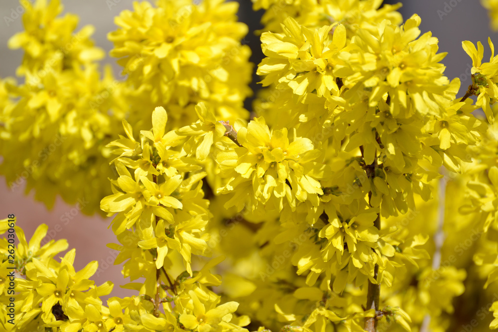 Plentiful blossoming of a forzition of European (Forsythia europaea) Plentiful blossoming of a forzition of European (Forsythia europaea)