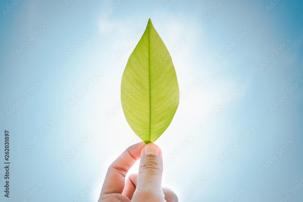 Hands that are holding bright green leaves with a blue sky background. Suitable to use as background image. Hands that are holding bright green leaves with a blue sky background. Suitable to use as background image.