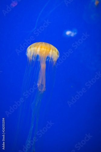 Gold Jellyfish  © Joseph