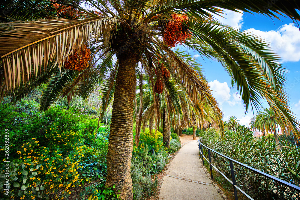 Obraz premium Barcelona, Spain. Park Guell. Antonio Gaudi. Tropical palm trees among green flowers, bushes and plants. Famous touristic destination landmark for walking tours. Summer day with blue sky.