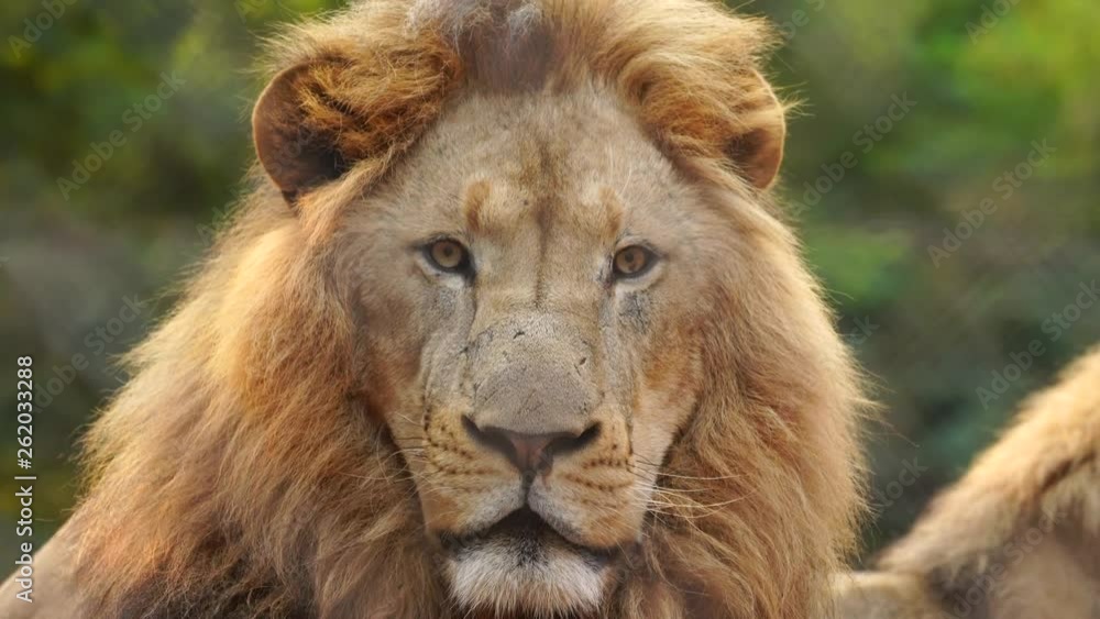 close up african lion at an African animal park close up african lion at an African animal park