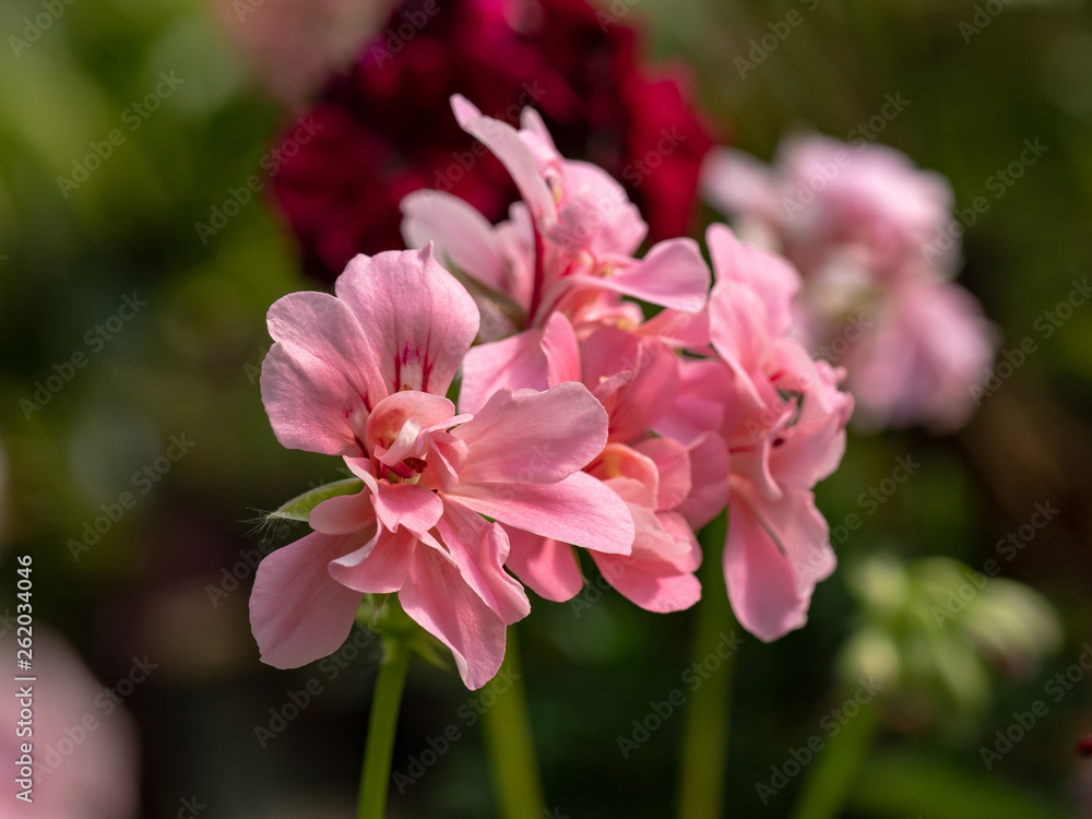 Close up of pink pelargonium flowers in bloom Close up of pink pelargonium flowers in bloom
