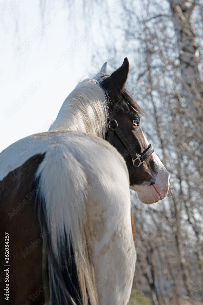 Obraz premium Pferd von Seite 
