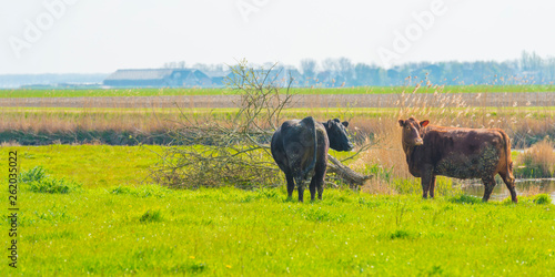 Wallpaper Mural Cows in a green meadow along a lake in sunlight in spring Torontodigital.ca