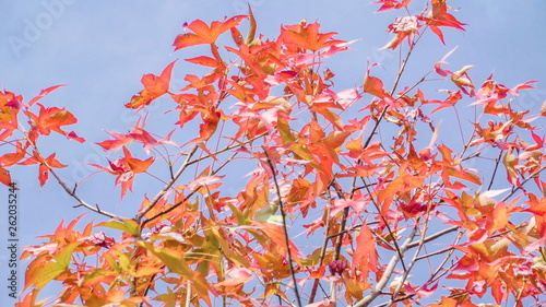 15451_The_acer_tree_with_the_golden_red_maple_leaves.jpg