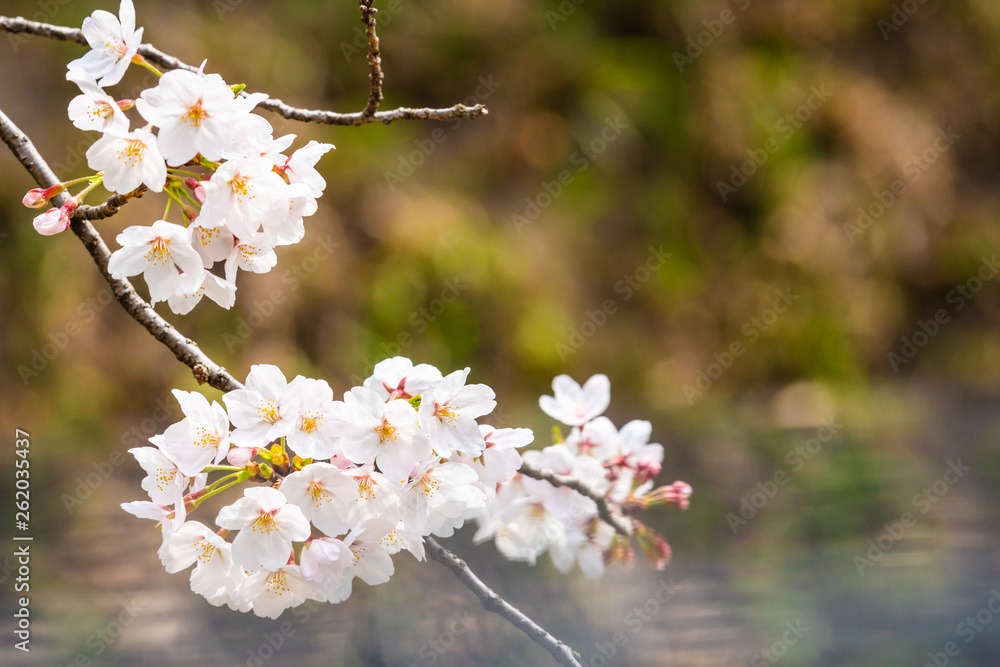 Cherry blossom in spring for background or copy space for text Cherry blossom in spring for background or copy space for text