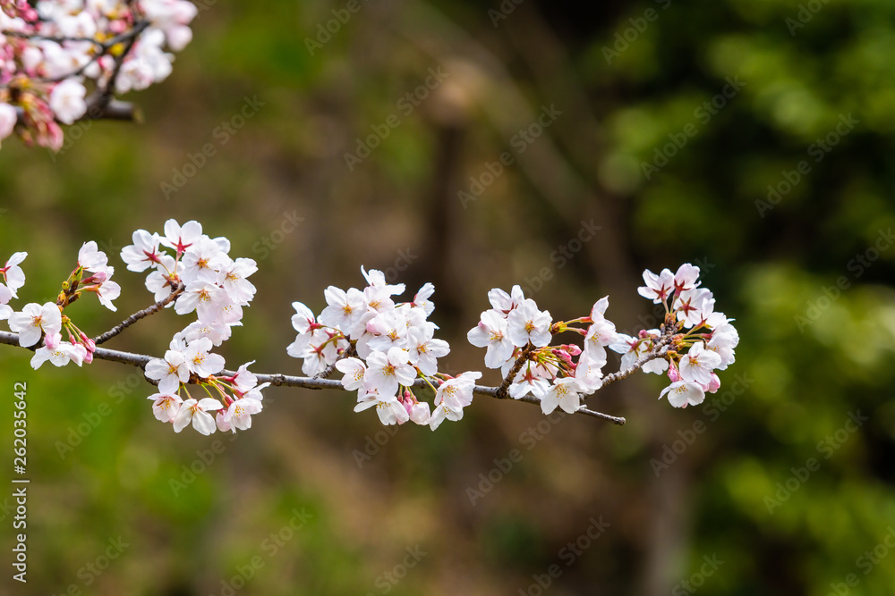 Cherry blossom in spring for background or copy space for text Cherry blossom in spring for background or copy space for text