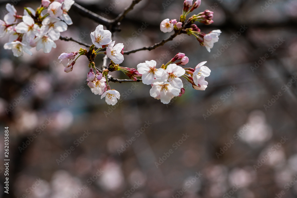Cherry blossom in spring for background or copy space for text Cherry blossom in spring for background or copy space for text