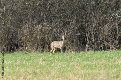 Roe deer with antler walking and grazing grass inside the forest