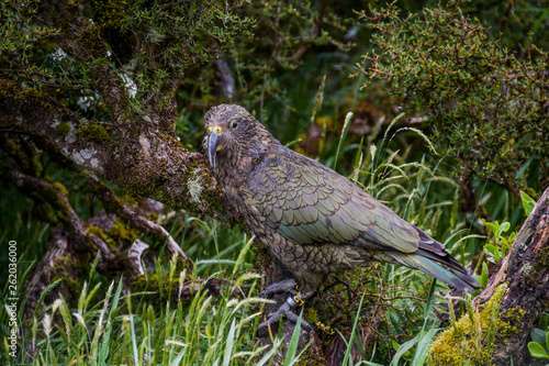 Kea oder Bergpapagei Neuseeland photo