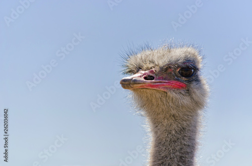 Ostrich Close up portrait with neck, Close up ostrich head against the blue sky. Struthio camelus.